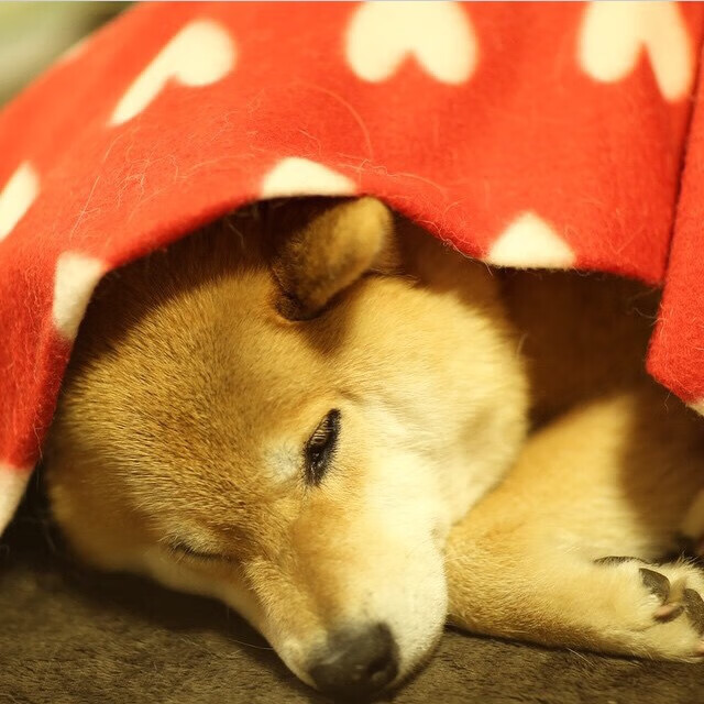 Chinese Taipei表现出色，2024年混合团体世界杯战况解析，2034世界杯