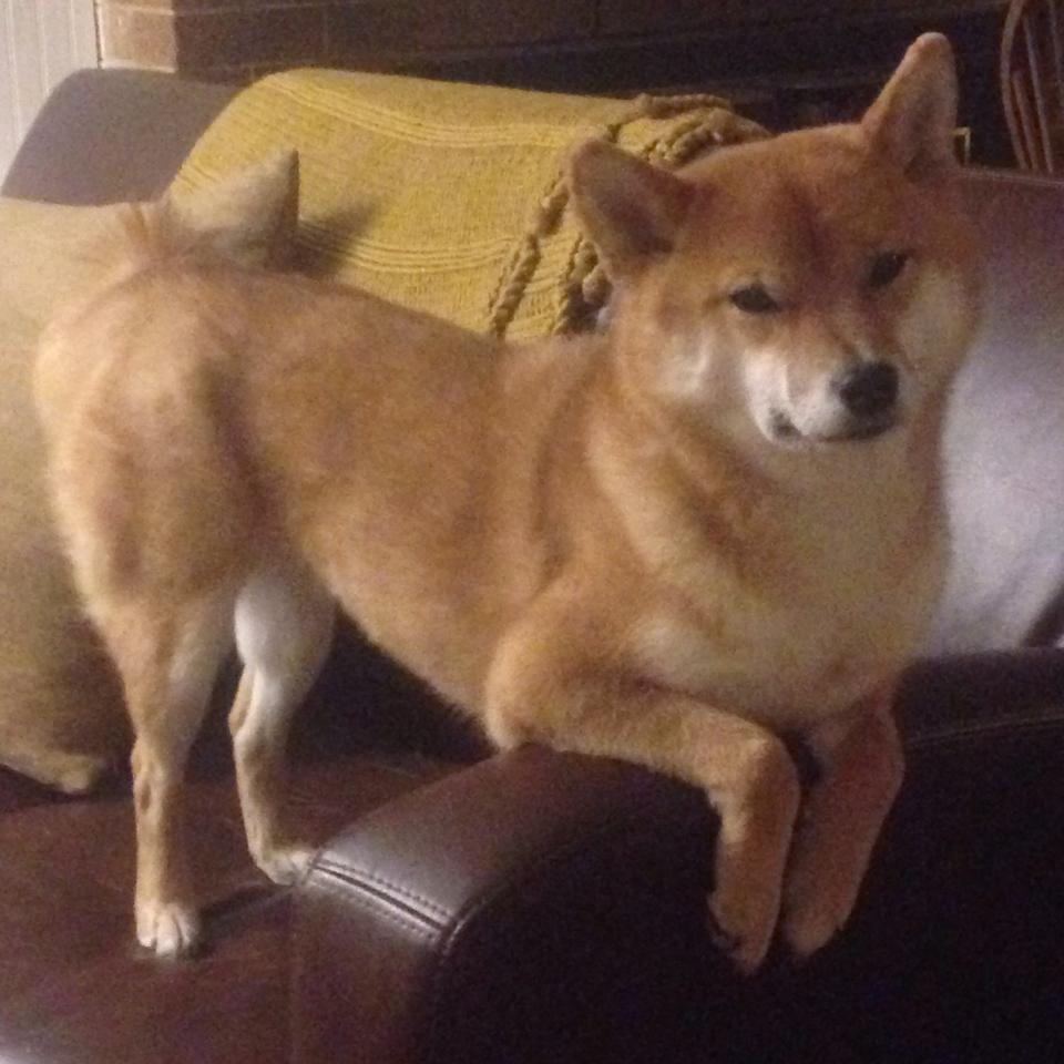 MVP竞争白热化数据与战绩全面分析，mvp竞争白热化数据与战绩全面分析怎么写