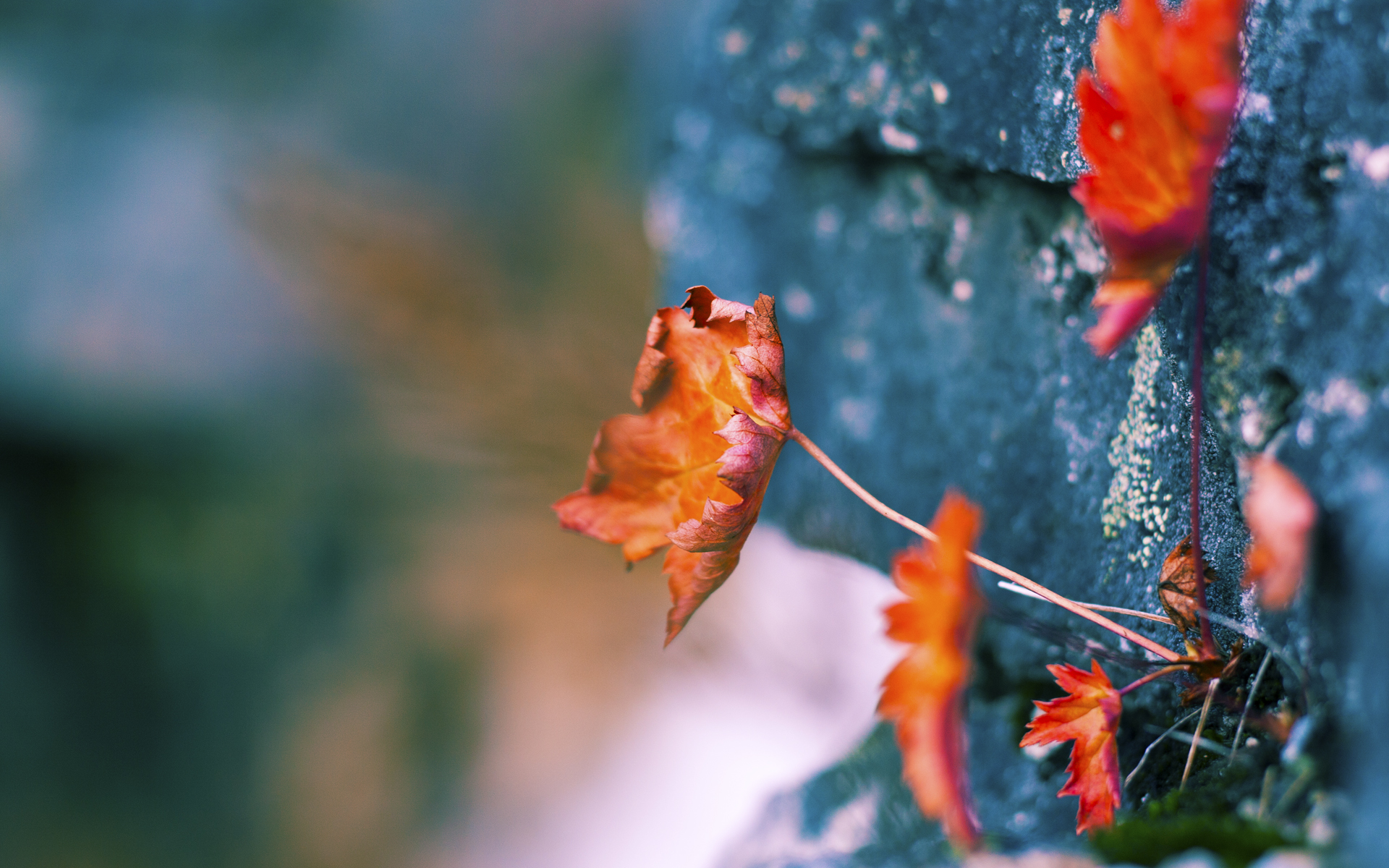 “缆绳滑水：东桃花岛赛场带来无限速度与挑战”