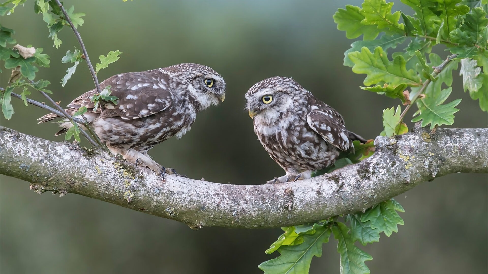 乐鱼官网介绍-五大联赛开局阶段是否决定赛季最终走向，五大联赛开局阶段是否决定赛季最终走向胜利