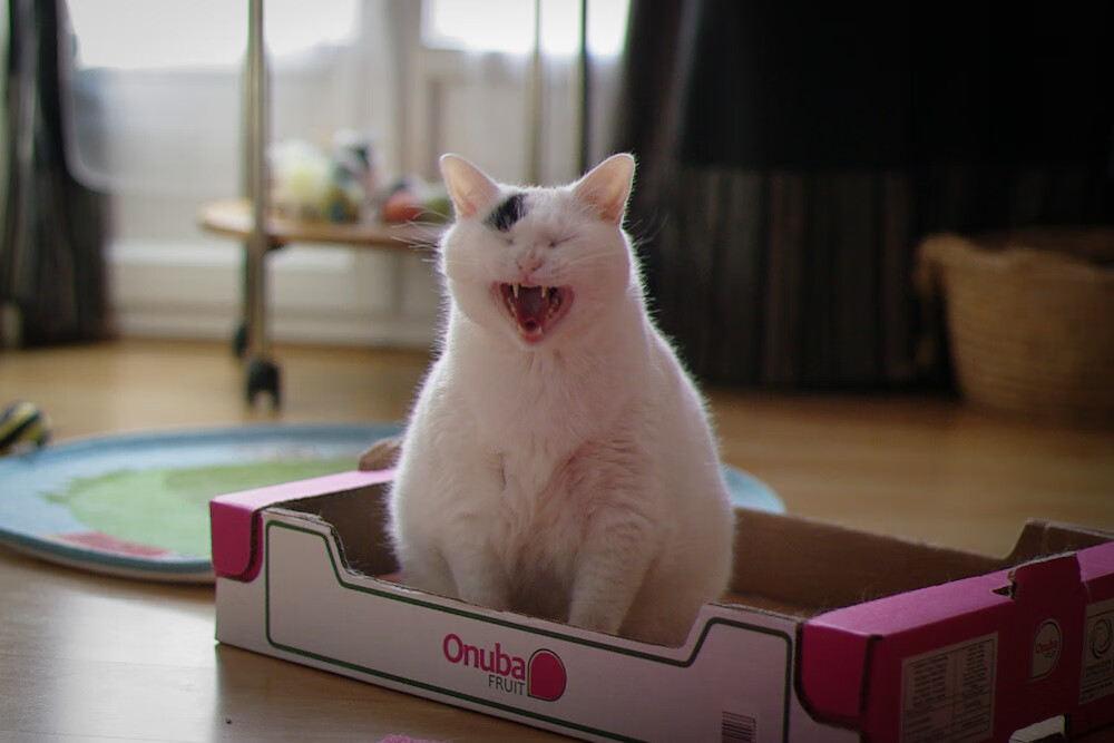 乐鱼体育下载入口-印度赛制揭秘：快速发展的背后动力，印度赛季