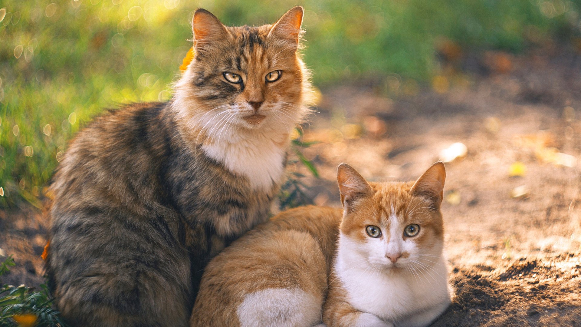 乐鱼体育下载app官网-塞维利亚围绕中锋展开多次进攻配合，塞维利亚是强队吗