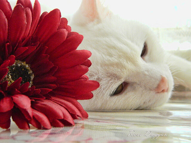 外教与本土文化冲突明显,纯外教和中外教对比