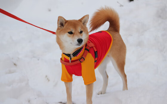 篮板王霸气带动全队二次进攻，篮板王是什么球鞋