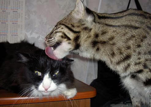 皇马胜出淘汰赛,尤文止步赛点前,皇马尤文战绩