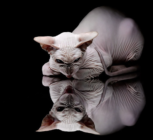 皇马胜出淘汰赛,尤文止步赛点前,皇马尤文战绩