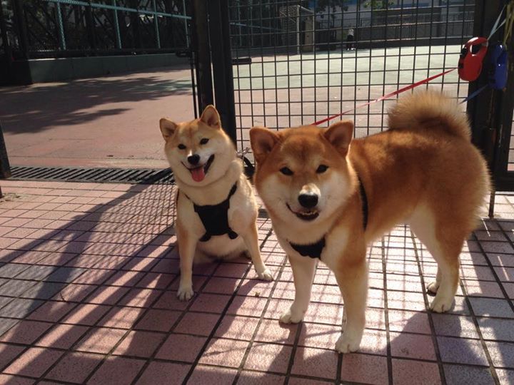 乐鱼体育在线登陆-中国篮球推动俱乐部与社区共建篮球文化，篮球俱乐部的发展现状