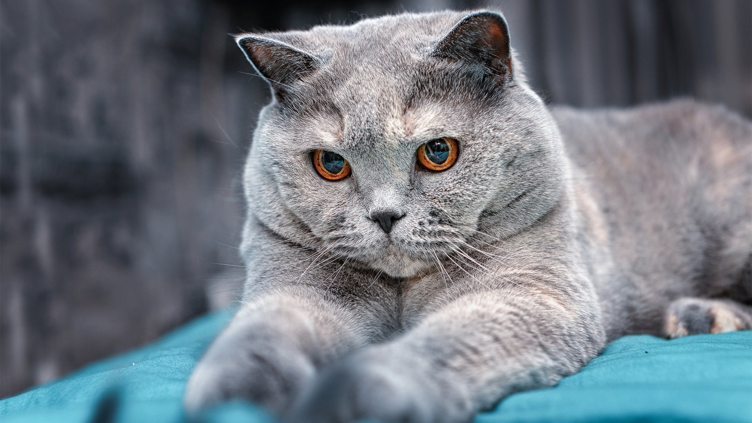 凯尔特人战术沙盘课强化球员对布局的理解力，凯尔特人分析