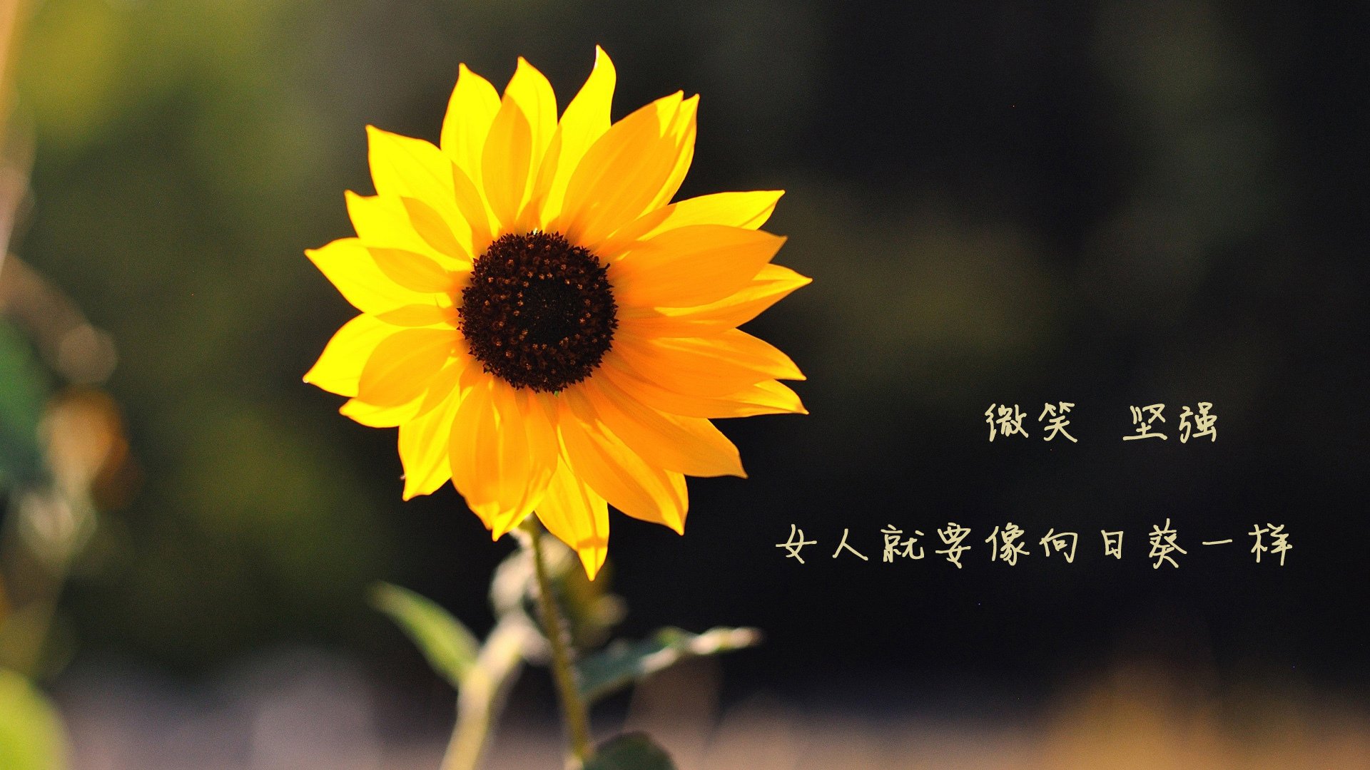 乐鱼体育入口-凯恩·瑞安：用出色的防守和灵活的进攻开创全黑队新局面，凯恩we