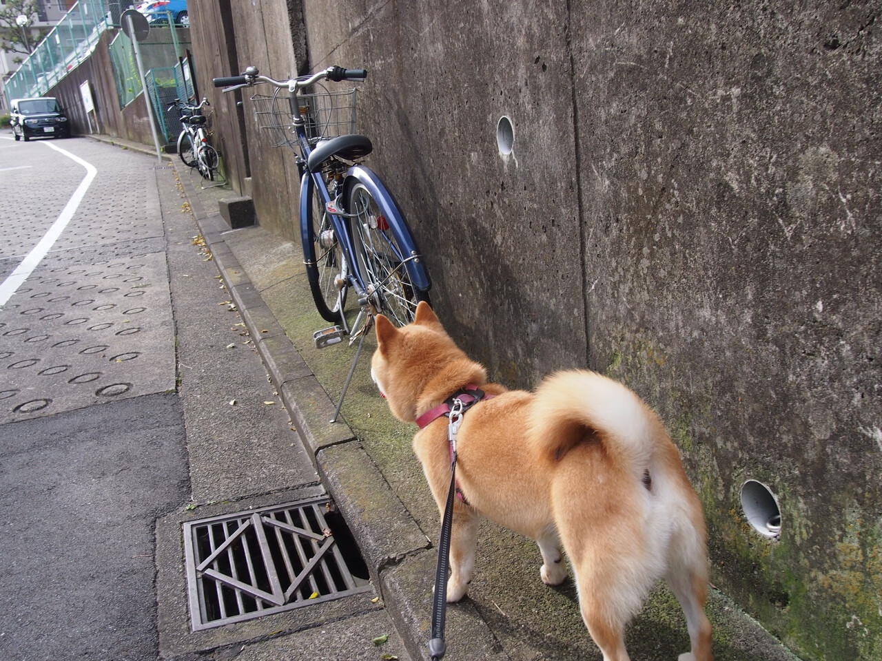 国家滑雪协会发布雪季运动员装备建议参考，滑雪运动员的服装是什么样的