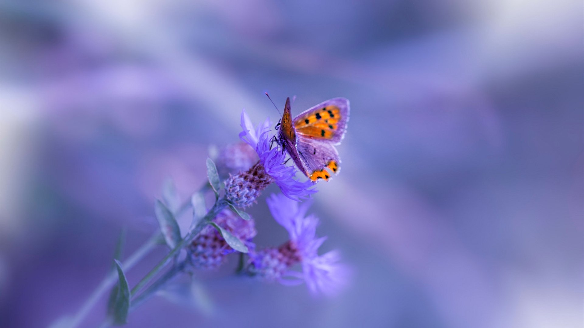 尼尔·巴特尔的防守智慧，为袋鼠队带来更多成功机会，尼尔巴特莱特