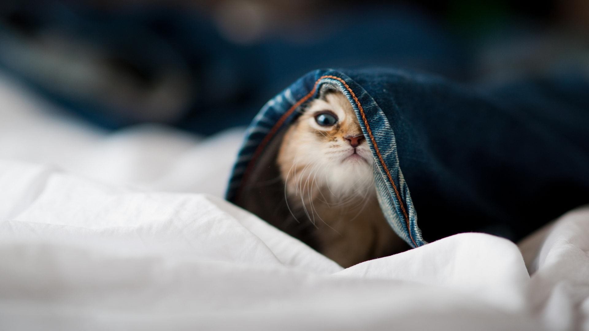 乐鱼体育在线-曼城公布社区盾对手名单，曼城专区