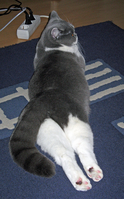 乐鱼体育-欧洲杯冠军悬念：战术布局成就奇迹！，欧洲杯冠军集锦