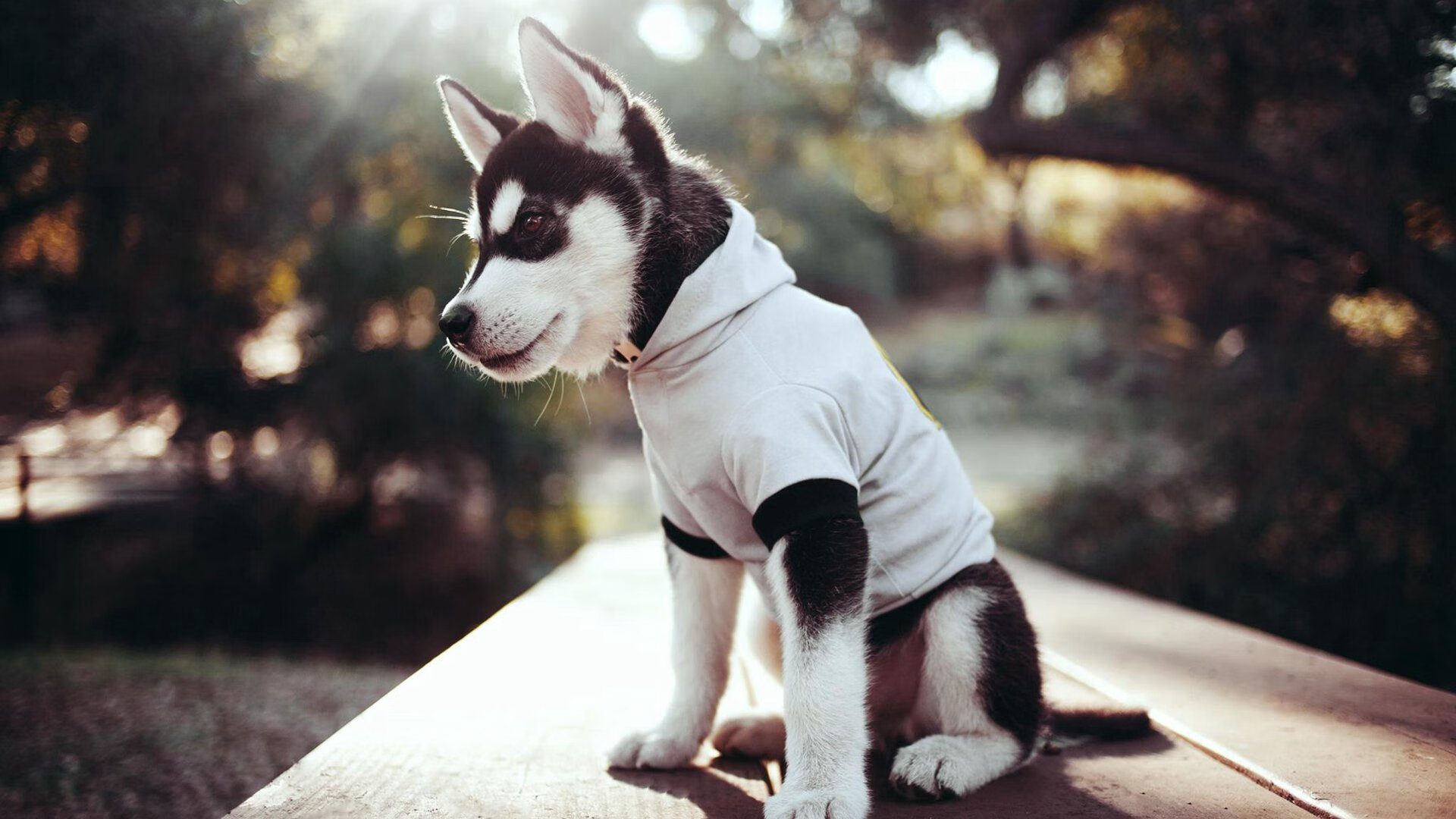 森林狼公布赛季座位图提升球迷观赛体验,森林狼新赛季