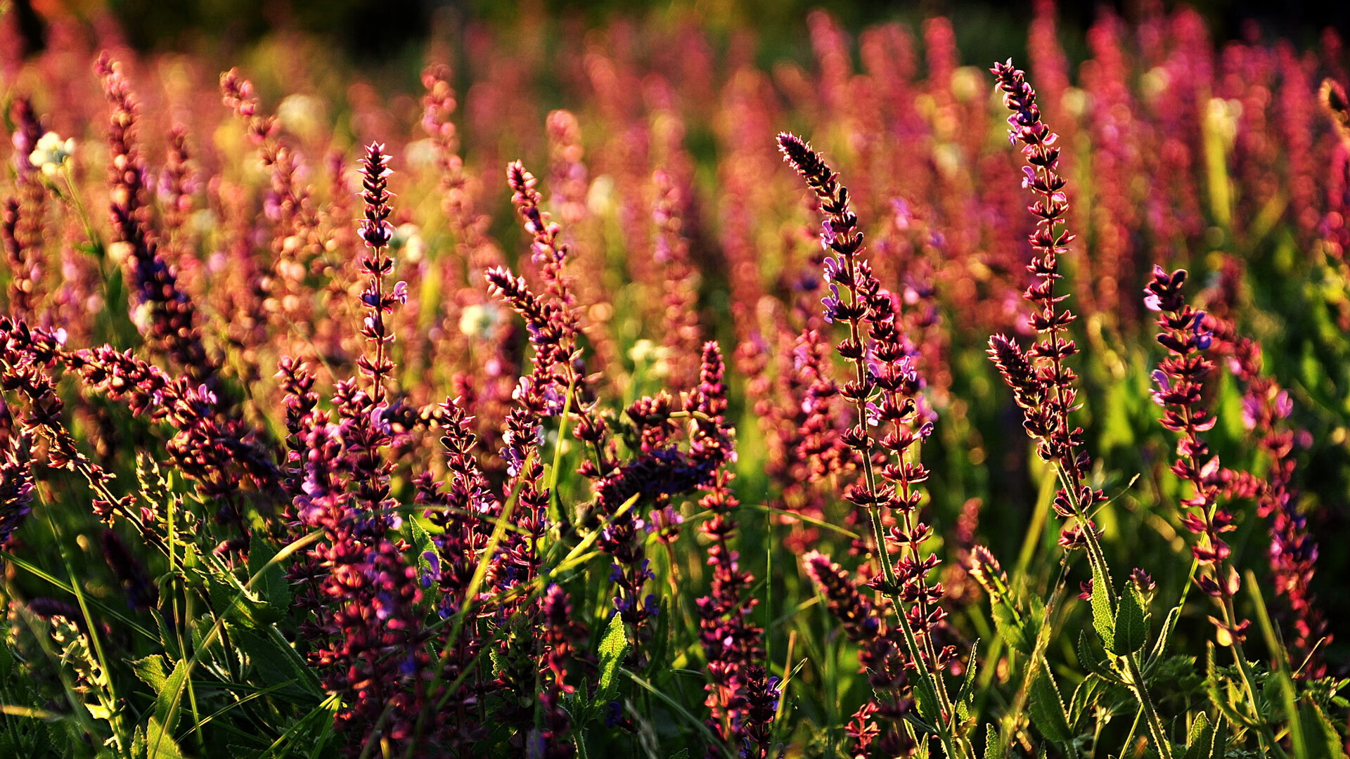 森林狼公布赛季座位图提升球迷观赛体验,森林狼新赛季