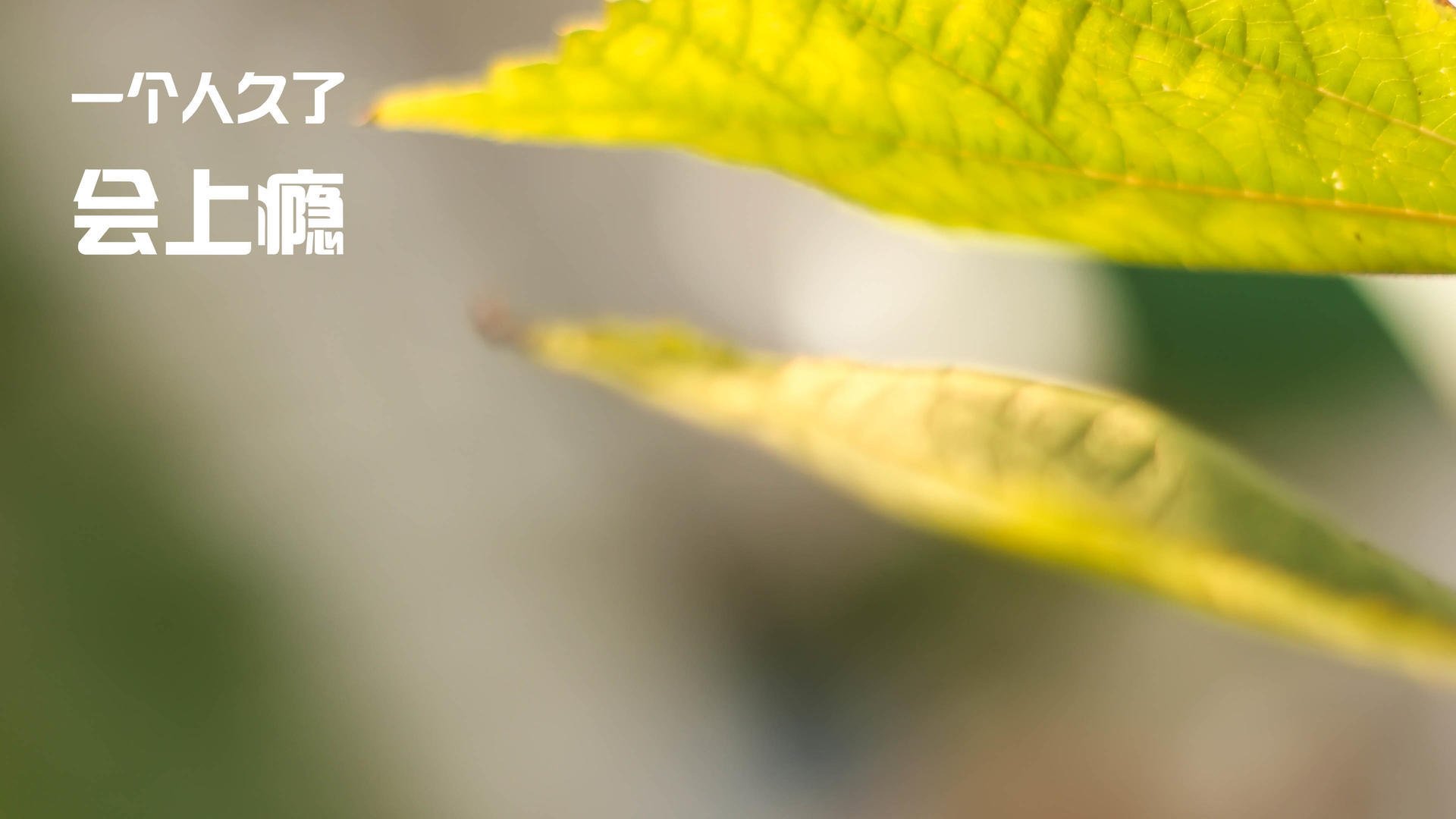 乐鱼app-混合泳赛事南非男队展现全面能力，混合泳男女